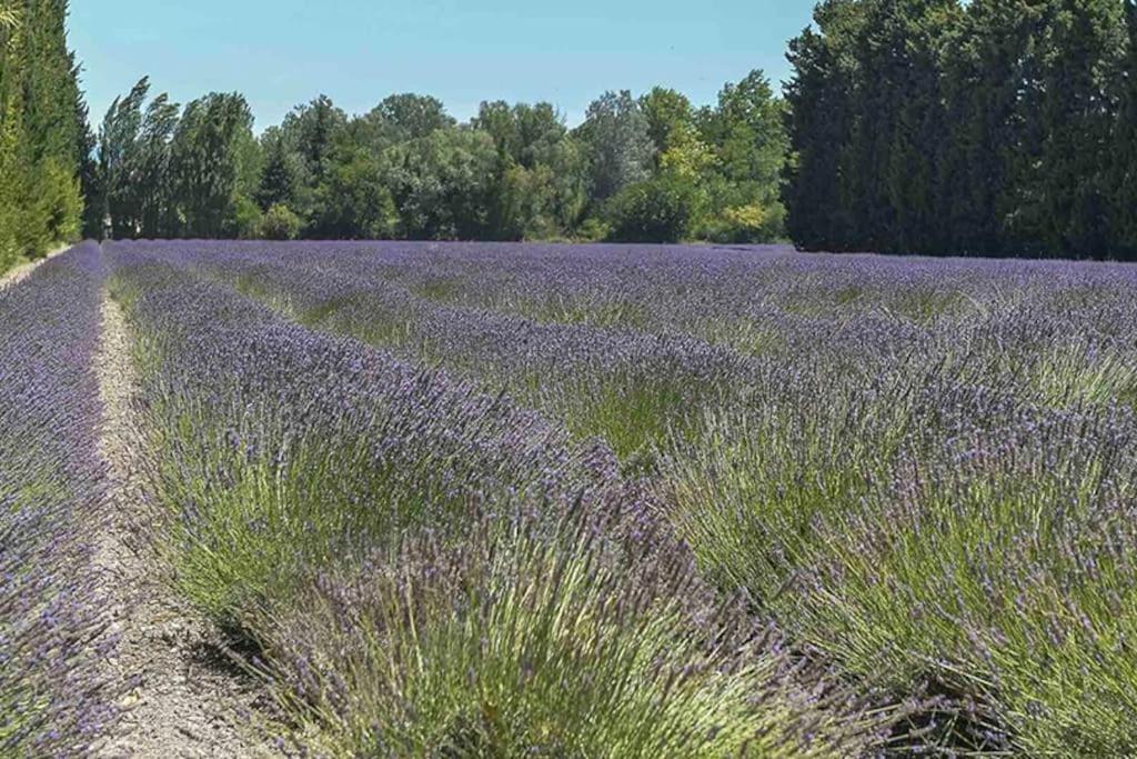 Apartament La Provencale Saint-Saturnin-lès-Avignon Zewnętrze zdjęcie